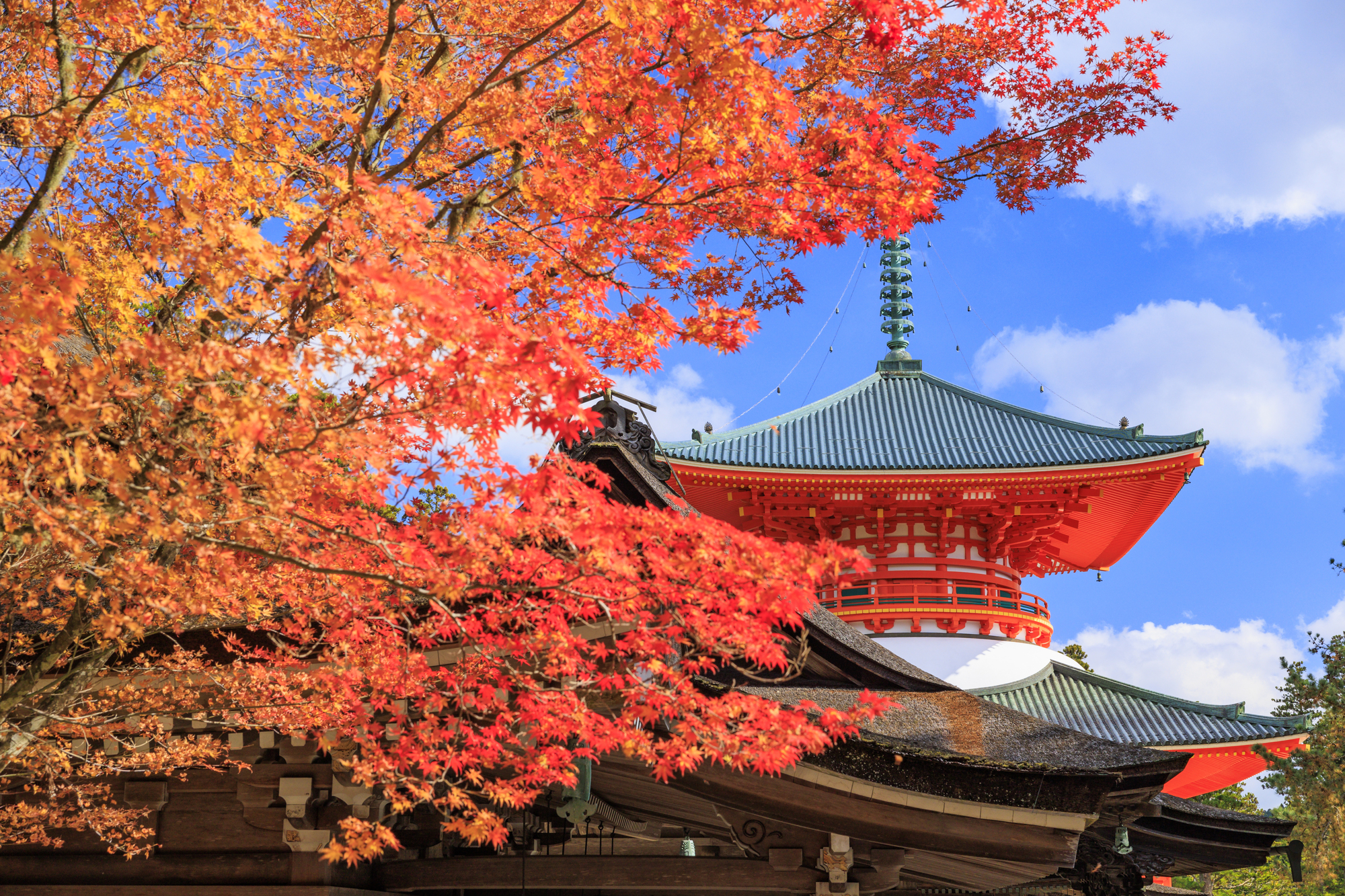 鮮やかな紅葉と青空に包まれた、高野山の根本大塔
